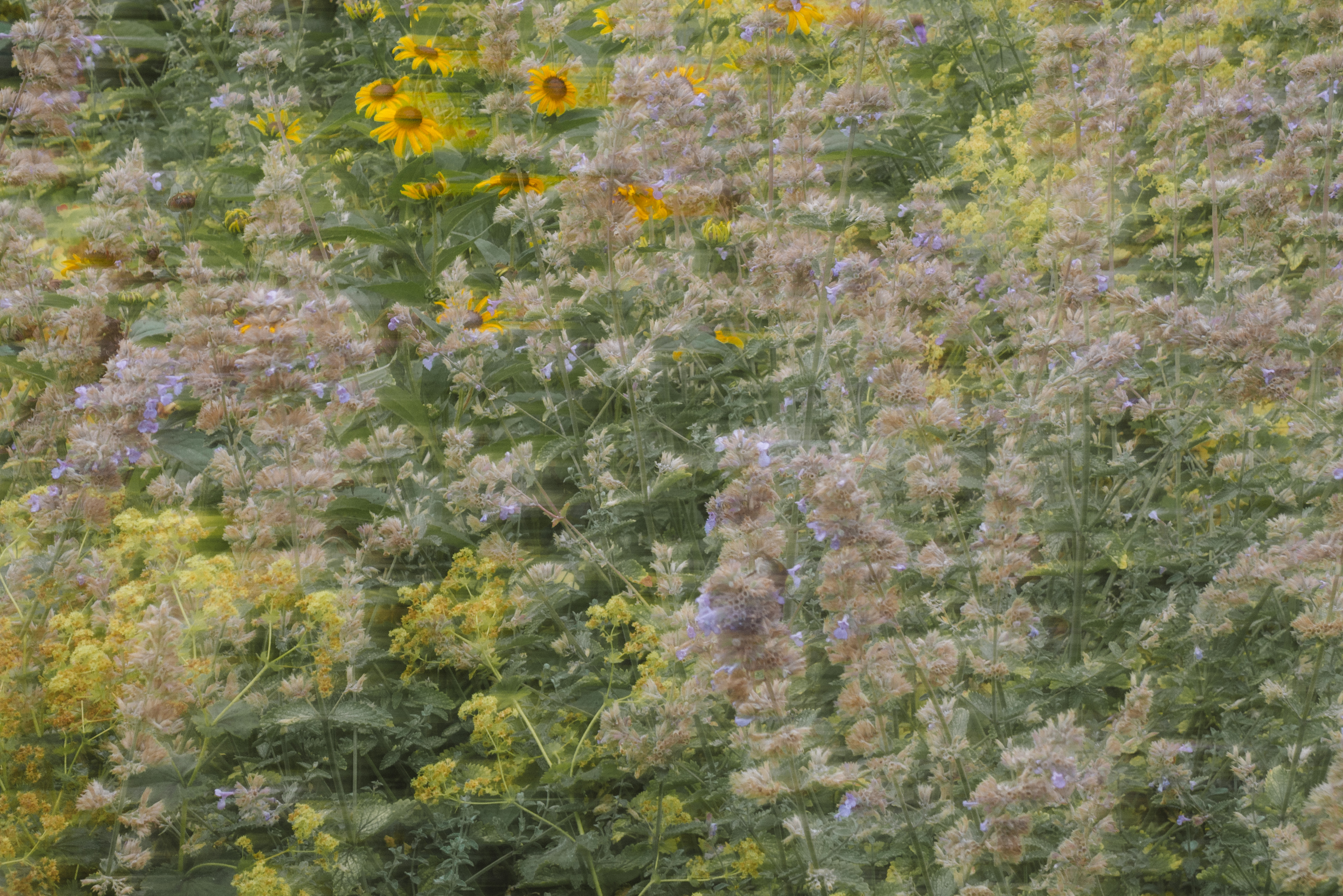 Brightly-colored flowers, slightly blurry.